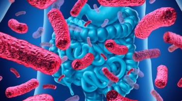 Il probiotico Bifidobacterium Bifidum: proprietà e consigli